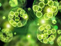 Naturally Occurring Plant Compounds